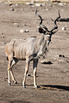 Kudu  (bull)