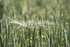 8th June Spiders Web in Wheat