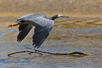 White-faced Heron portfolio