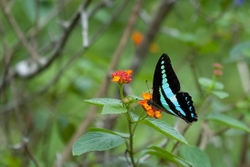 Bluebottle