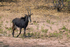 Sable Antelope