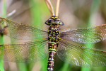 Female Common hawker