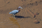 Little Blue Heron, Rio Tarcoles, Costa Rica