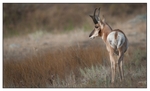 Wildlife Portfolio - 04