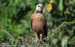 Black-collared hawk