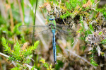 Male Emperor