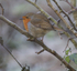 101_4705 - ROBIN REDBREAST 