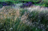 Grass 6