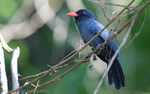 Black- fronted Nunbird