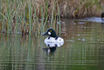 Goldeneye
