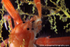 IDD005: Squat lobster