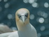 Portrait of Gannet at Saltee Island in County Wexford
