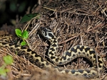 Adder