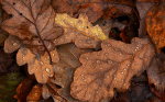 Leaves