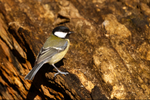 Great Tit - Lackford Lakes