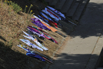 THE YORK ROTARY DRAGON BOAT CHALLENGE 2026 - 230 of 426