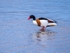 Shelduck