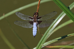 Male Broad-bodied Chaser basking, Dorset, UK