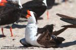 FLB047: Black Skimmer