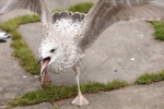 Gull
