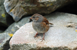 Dunnock