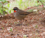 Siberian Rubythroat