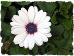 White Lady F
