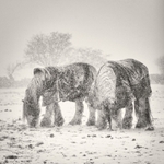 Winter Grazing (square format)