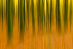 Intentional Camera Movement at Mullaghmeen Forest, County Westmeath.