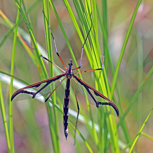 A female Giant Eastern Crane Fly.