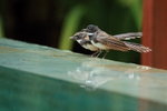 Pair of Pied Fantails, Cambodia