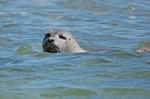 Common Seal