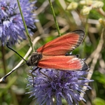 Transparent  burnet  (Zygaena purpuralis)