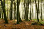 Dereen Woods in County Roscommon in Ireland