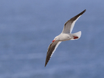 Dolphin Gull flying, Cape Bougainville, Falklands