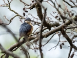 Nuthatch