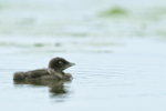 Common Loon chick, high key - Minnesota, USA