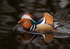 Mandarin Duck