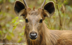 Sambar;