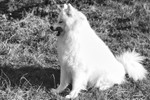 Samoyed