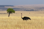 Ostrich portfolio
