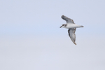 Masatierra (De Filippi's) Petrel portfolio