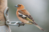 Chaffinch-male_ACP_7530-1