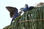 Hyacinth Macaw portfolio