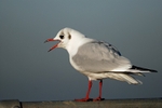 Black-headed Gull