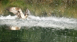 RUTLAND WATER OSPREY.9