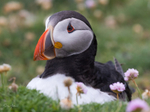 Puffen Cute 17