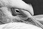 Pelican 03
