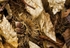 Autumn Forest Floor