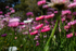 Pink Paper Daisies 2